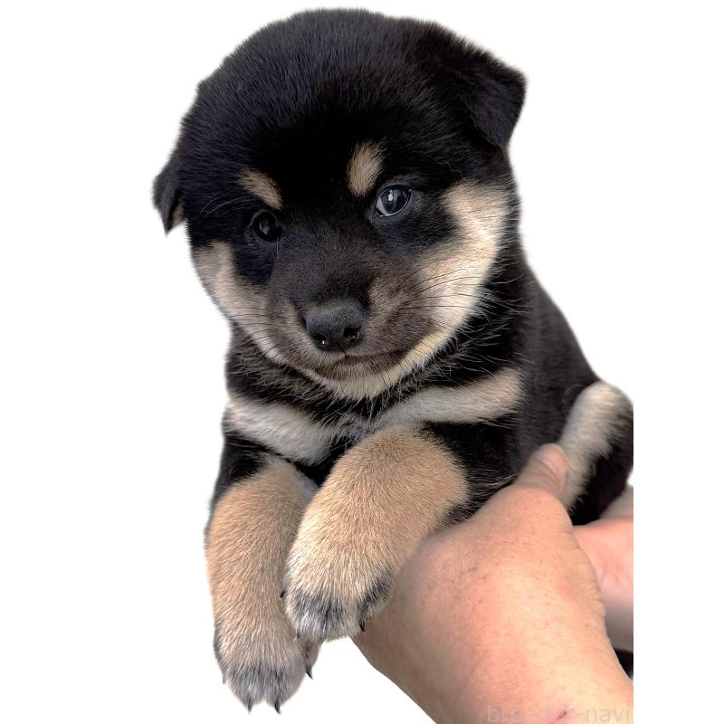 販売中の宮城県の柴犬-416653の2枚目